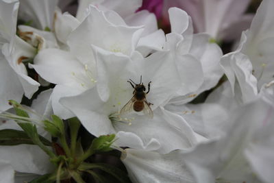 Close-up of insect on white flower