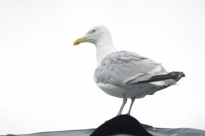 Close-up of seagull perching on white background