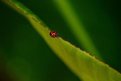 Close-up of ladybug on plant