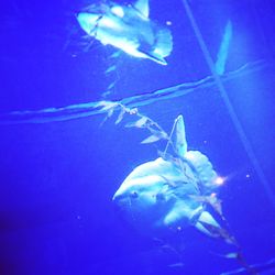 Close-up of fish in aquarium