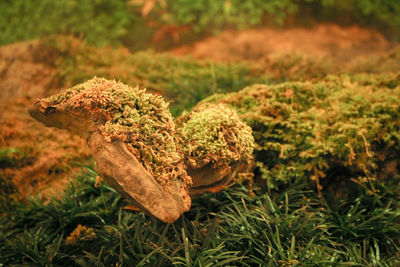 Close-up of fresh vegetables on field