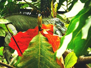 Close-up of butterfly on leaf