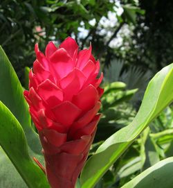 Close-up of red flower