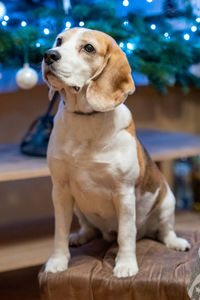 Close-up of a dog looking away at home