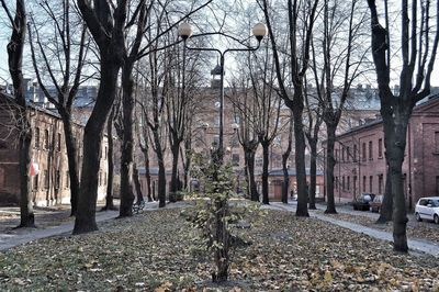 Walkway along trees in park