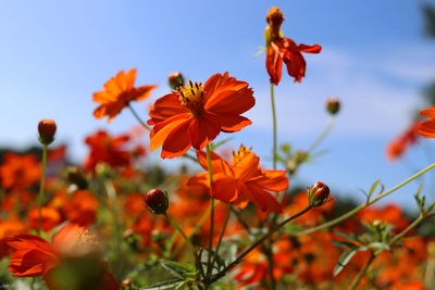 Close-up of orange flowering plants against sky