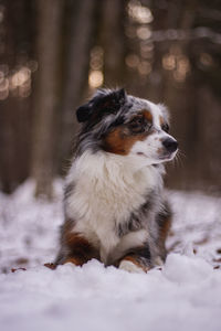 Dog looking away in snow on land