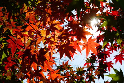 Low angle view of maple tree leaves