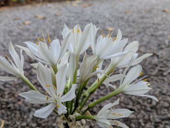 Close-up of white flowering plant