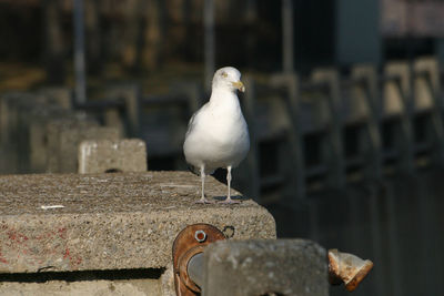 Close-up of seagull perching on retaining wall