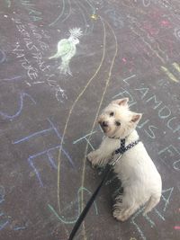 High angle view of west highland white terrier dog standing on street with chalk drawing