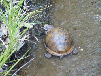 Close-up of snail in water
