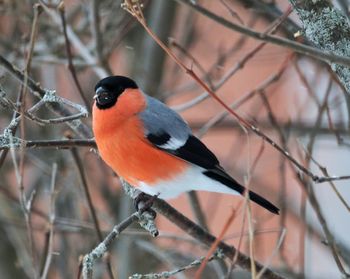 Close-up of bird perching on branch