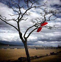 Red tree on beach against sky