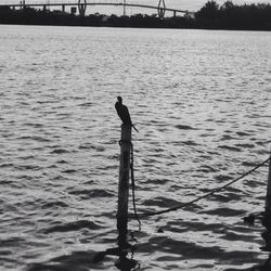 Silhouette of tree in water