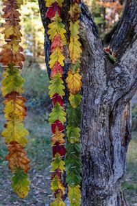 Close-up of tree trunk in forest
