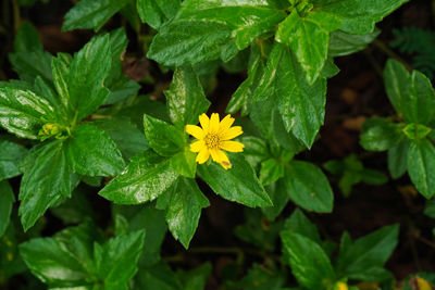 Close-up of yellow flowering plant