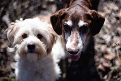 Close-up portrait of dog
