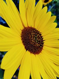 Close-up of yellow gerbera daisy blooming outdoors