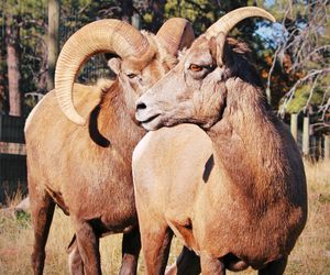 Bighorn sheep in a field