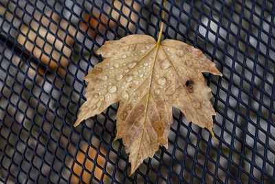 Wet dry leaf on metal grate