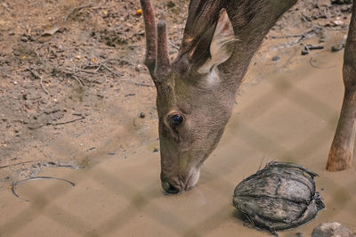 High angle view of deer drinking water on land