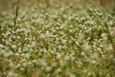 Close-up of small plant growing on field