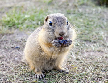 Close-up of squirrel on field