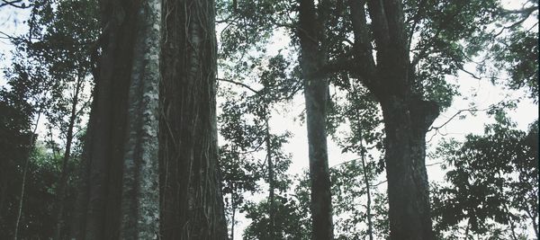 Low angle view of trees in forest