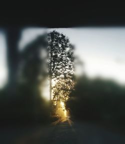 Close-up of tree in forest