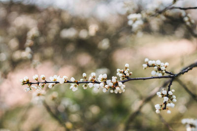 Close-up of cherry blossoms in spring