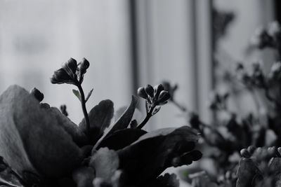 Close-up of flowers against blurred background