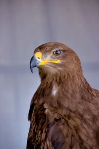 Close-up of steppe eagle