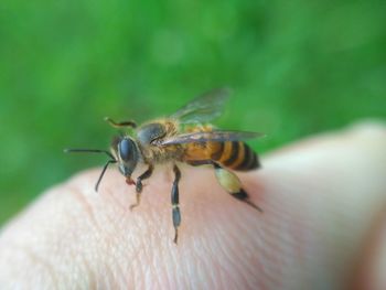 Close-up of insect on hand