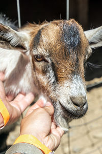 Close-up of person hand holding goat