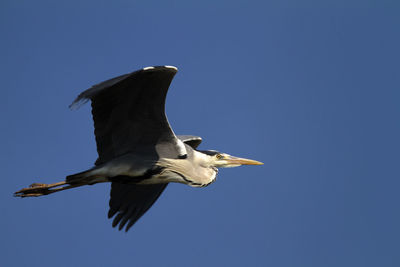 Low angle view of seagull flying