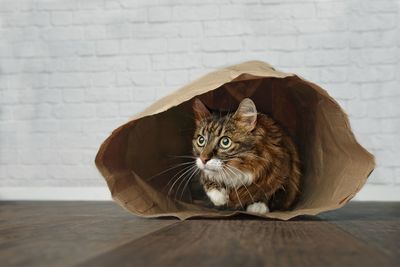 Cat sitting in paper bag on floor