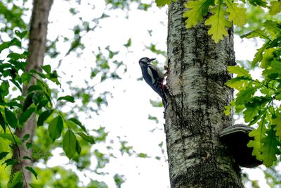 Low angle view of trees