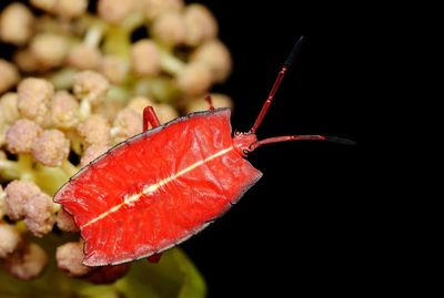 Close-up of insect on red leaf against black background