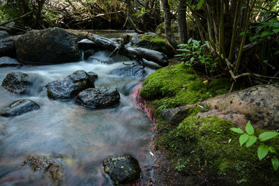 Stream flowing through forest