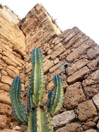 Low angle view of cactus in desert against sky