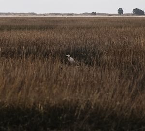 Plants growing on field