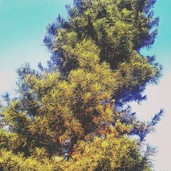 Low angle view of trees against blue sky