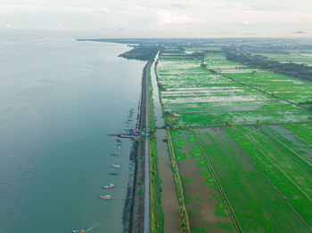 High angle view of agricultural field