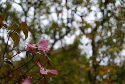 Low angle view of pink flowering tree