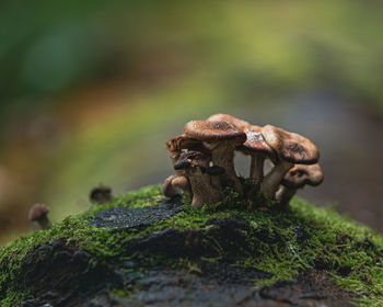 Close-up of crab on rock