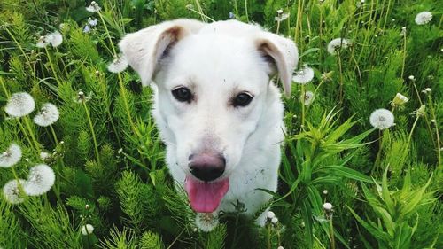 Close-up portrait of dog on grass