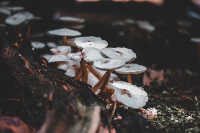 Close-up of mushrooms on field