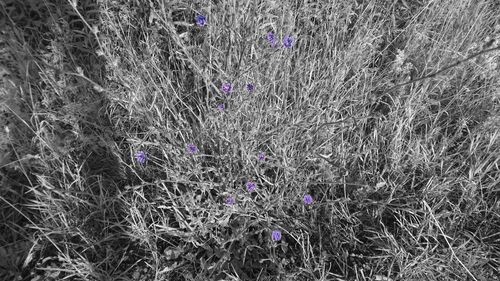 Purple flowers blooming in field