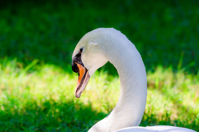 Close-up of swan